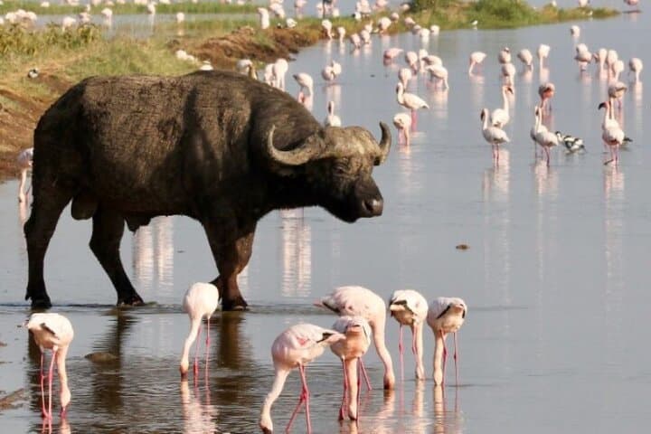 2-Day Safari: Biking Hell’s Gate & Game Drives at Lake Nakuru photo 4