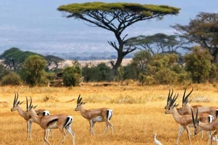 Overnight Safari in Amboseli: 2-Day Private Trip from Nairobi photo 5