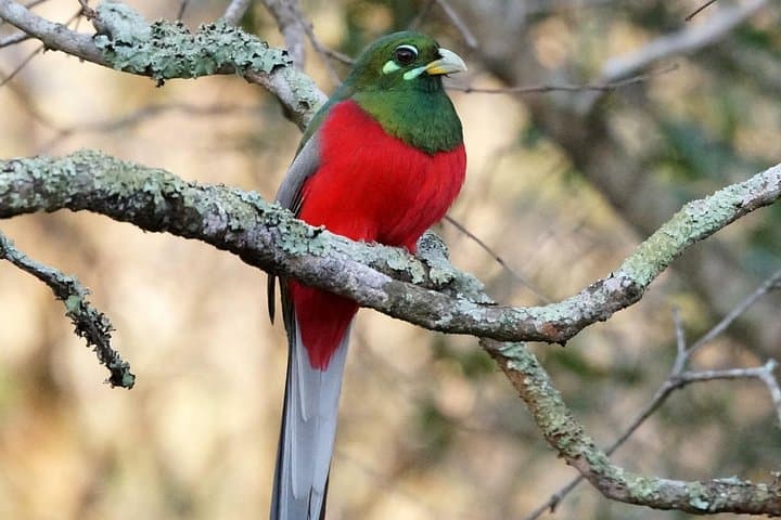 Durban Birdwatching Tour: Pigeon Valley, Botanic Gardens & Umhlanga Lagoon