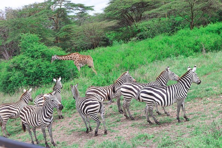 Inside Nairobi National Park: A Private 4X4 Safari on the Edge of the City photo 3