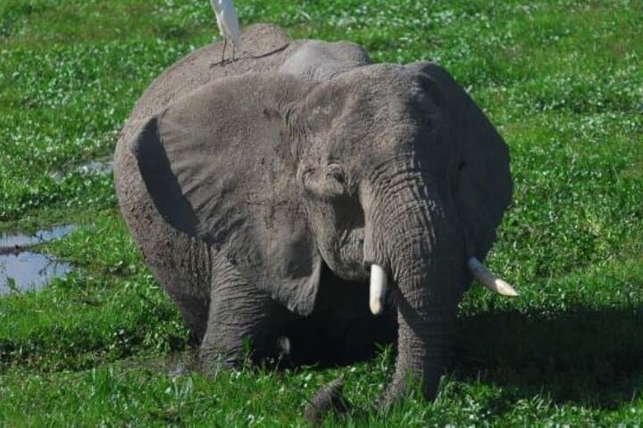Overnight Safari in Amboseli: 2-Day Private Trip from Nairobi photo 6