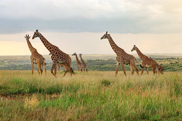Inside Nairobi National Park: A Private 4X4 Safari on the Edge of the City photo 2