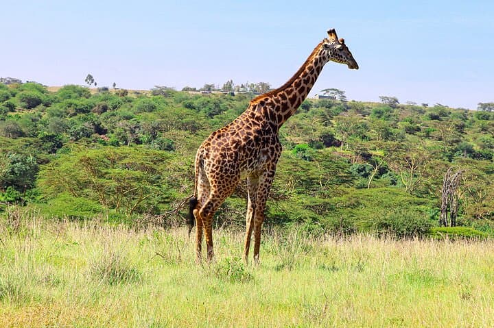 Inside Nairobi National Park: A Private 4X4 Safari on the Edge of the City photo 6