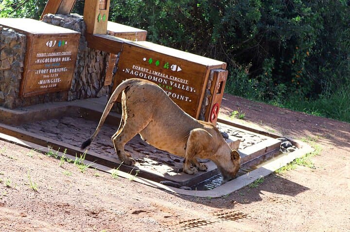 Inside Nairobi National Park: A Private 4X4 Safari on the Edge of the City