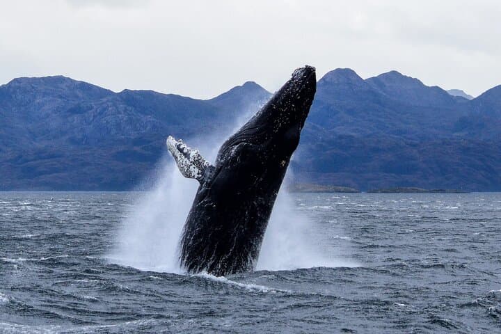 Whales, Penguins & Glaciers: Full-Day Navigation from Punta Arenas