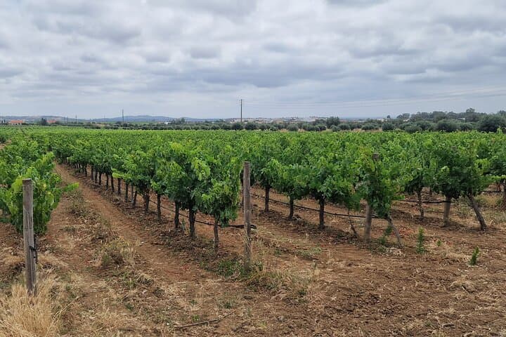 Arrábida & Setúbal Wine Tour from Lisbon: Azeitão Market, Tile Workshop & Wineries photo 4