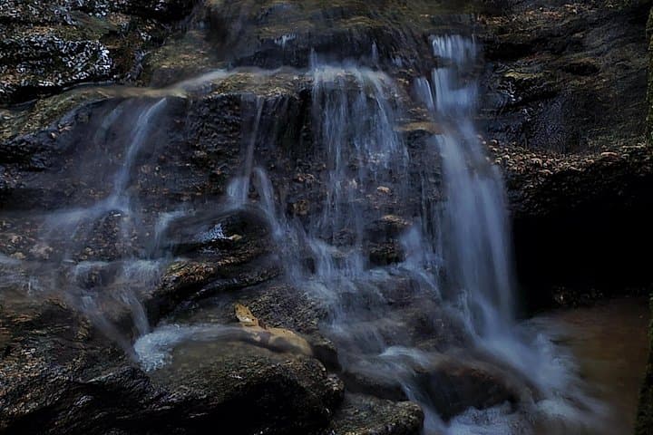Tijuca Forest Morning: Waterfalls, Wildlife & Urban Wilderness Tour photo 2