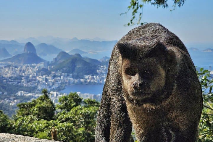 Tijuca Forest Morning: Waterfalls, Wildlife & Urban Wilderness Tour photo 3