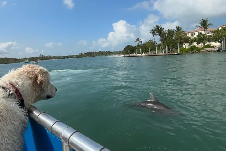 Bark on the Ark: Dog-Friendly Keewaydin Island Cruise from Naples photo 2