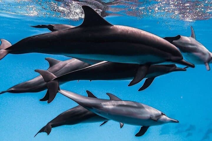 Zanzibar Day Tour: Mnemba Dolphins, Salaam & Kuza Caves, The Rock, Paje Beach photo 2
