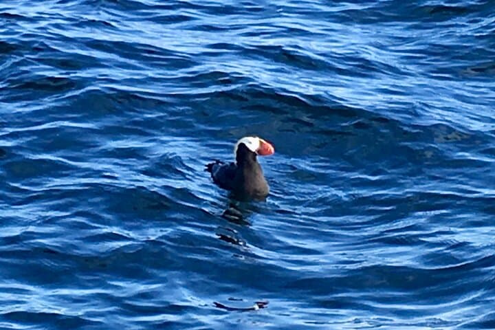 Sitka Seabird & St. Lazaria Private Charter — 3-Hour Eco Tour photo 3