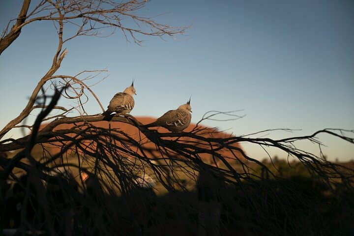 Uluru Overnight Escape from Alice Springs: Sunset BBQ, Sunrise & Kata Tjuta Walk photo 3
