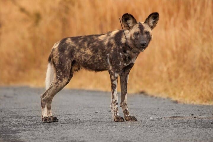 Hluhluwe Big Five Safari from Richards Bay — Full-Day Big Five Game Drive photo 5