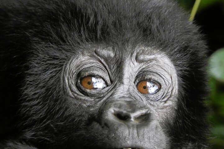 6-Day Rwanda Uganda Gorilla Trekking & Wildlife Safari photo 4