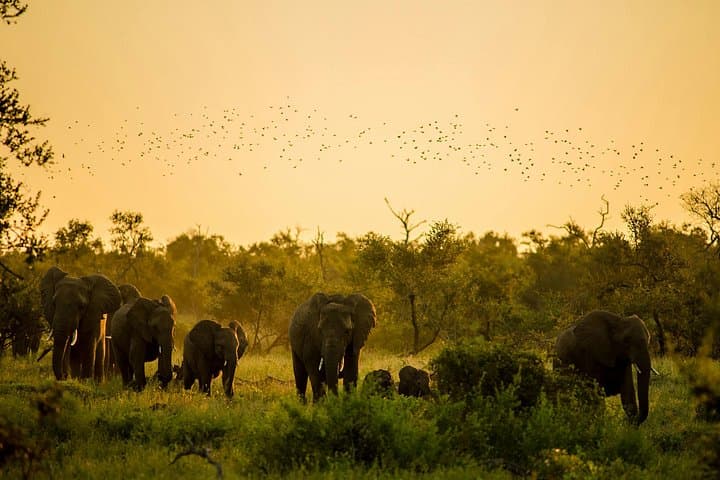 Mole National Park Safari and Larabanga Mosque: Day Trip from Tamale photo 4