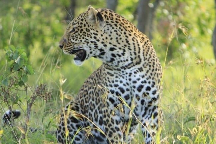 3-Day Maasai Mara Small-Group Safari: 4x4 Game Drives & Tented-Camp Nights photo 1
