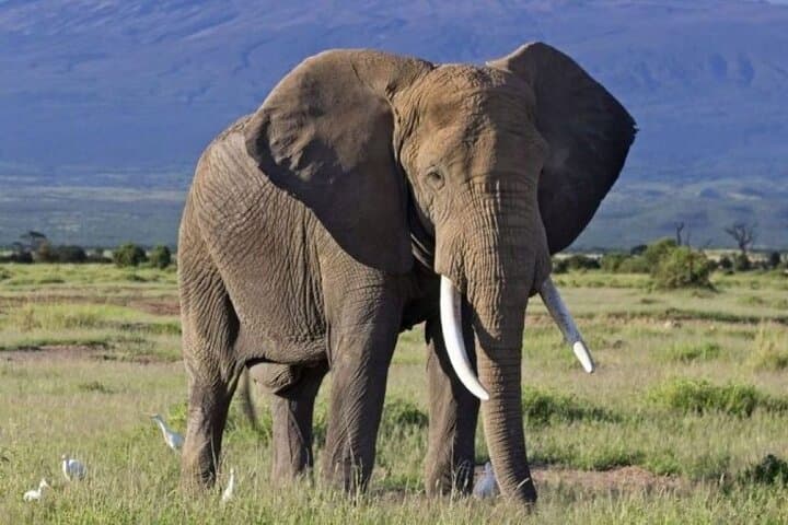 Overnight Safari in Amboseli: 2-Day Private Trip from Nairobi