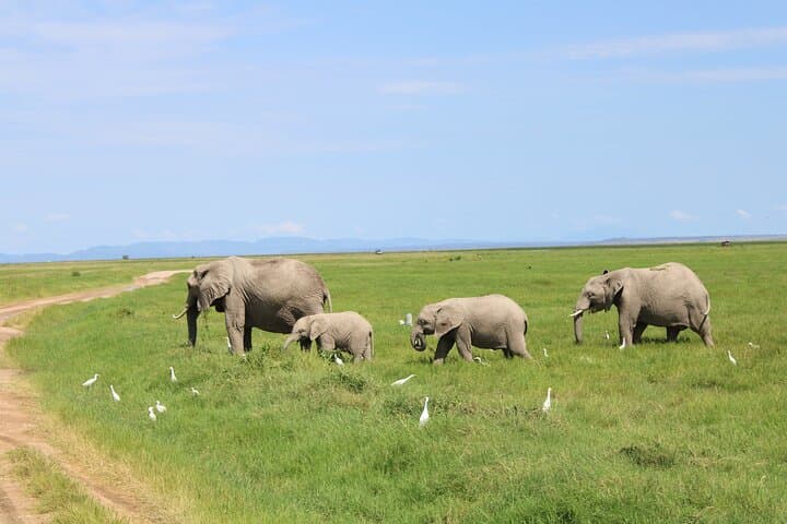 Overnight Safari in Amboseli: 2-Day Private Trip from Nairobi photo 4