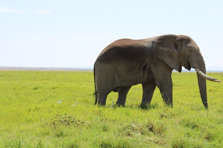 3-Day Amboseli Safari: Kilimanjaro Views & Elephant Herds from Nairobi photo 4