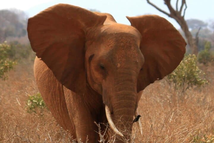 3-Day Tsavo East Safari from Nairobi: Elephants, Luggard Falls & Yatta Plateau photo 2