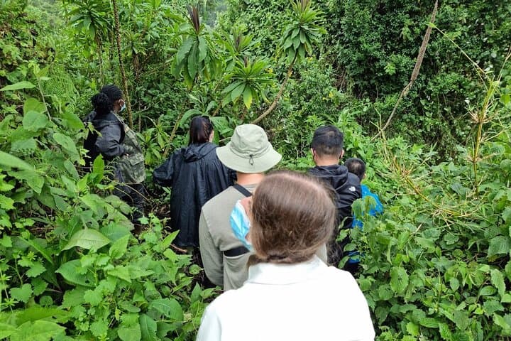 Golden Monkey Tracking in Volcanoes National Park — Guided Day Pass photo 4