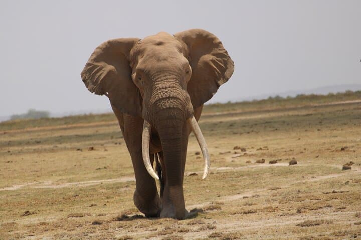 Overnight Safari in Amboseli: 2-Day Private Trip from Nairobi photo 2