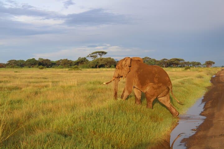 Overnight Safari in Amboseli: 2-Day Private Trip from Nairobi photo 3