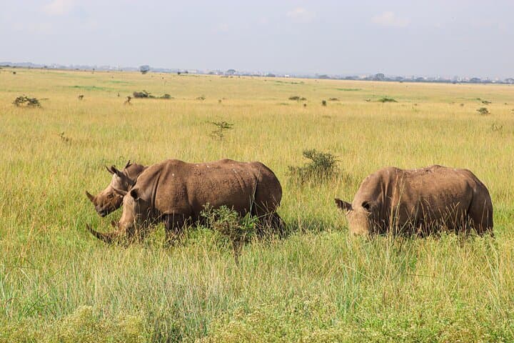 Inside Nairobi National Park: A Private 4X4 Safari on the Edge of the City photo 5