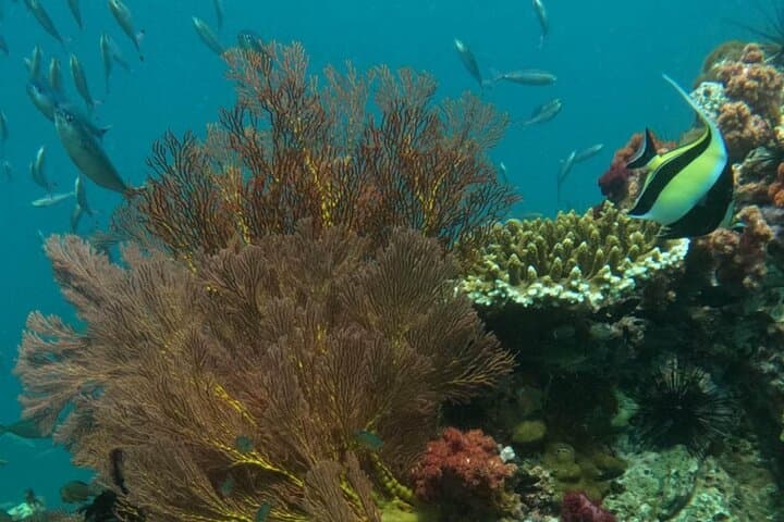 Koh Lipe 6-Island Snorkel Safari: Best Snorkeling Spots, Tips & What to Expect photo 2