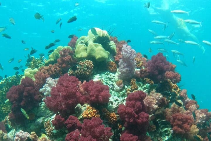 Koh Lipe 6-Island Snorkel Safari: Best Snorkeling Spots, Tips & What to Expect photo 3