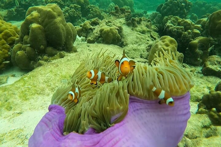 Koh Lipe 6-Island Snorkel Safari: Best Snorkeling Spots, Tips & What to Expect photo 4