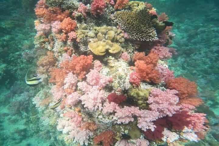 Koh Lipe 6-Island Snorkel Safari: Best Snorkeling Spots, Tips & What to Expect