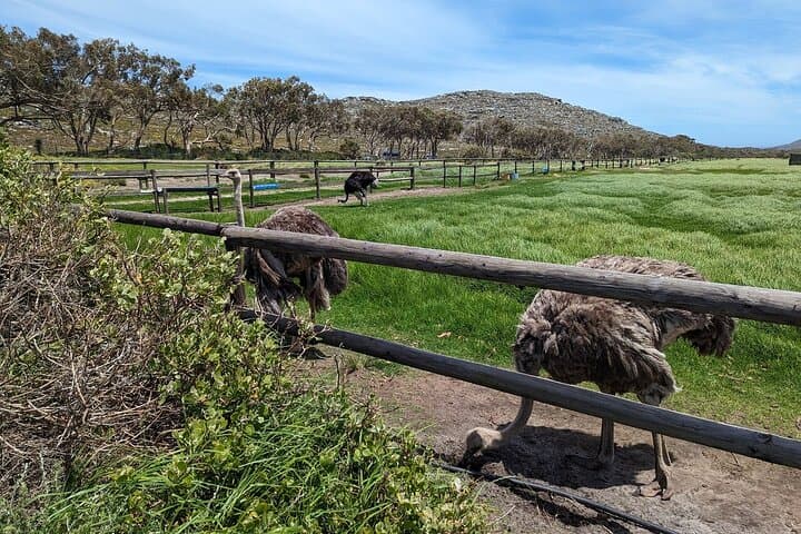 Full-Day Cape Peninsula Tour from Cape Town — Cape Point, Boulders Beach & Chapman's Peak photo 2