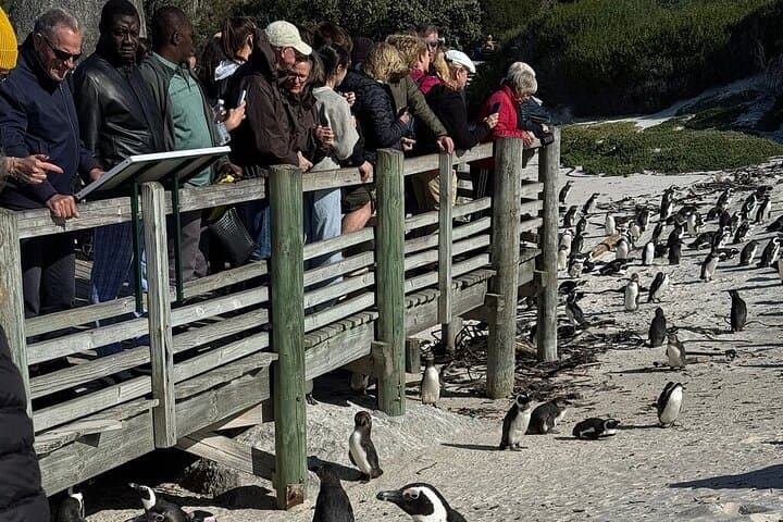Cape Point & Peninsula Private Car Tour from Cape Town photo 2