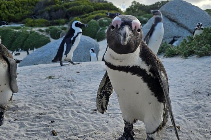 Cape Point & Peninsula Private Car Tour from Cape Town photo 6