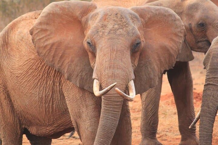 Tsavo East Overnight Safari from Mombasa — 2-Day Game Drive & Wildlife Viewing photo 4