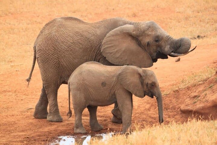 3-Day Tsavo East Safari from Nairobi: Elephants, Luggard Falls & Yatta Plateau