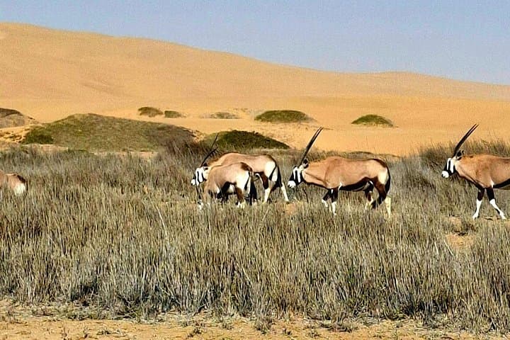 Sandwich Harbour Sundowner: Half-Day Dune & Ocean 4x4 Tour from Swakopmund photo 4