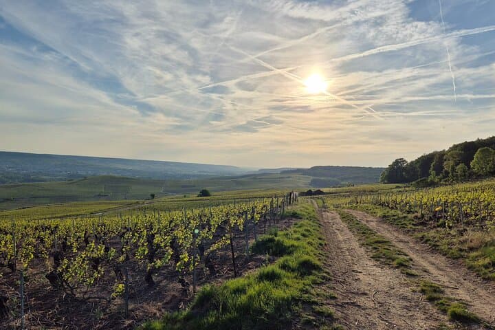 Private Champagne Day Tour from Paris: Reims & Épernay Tastings