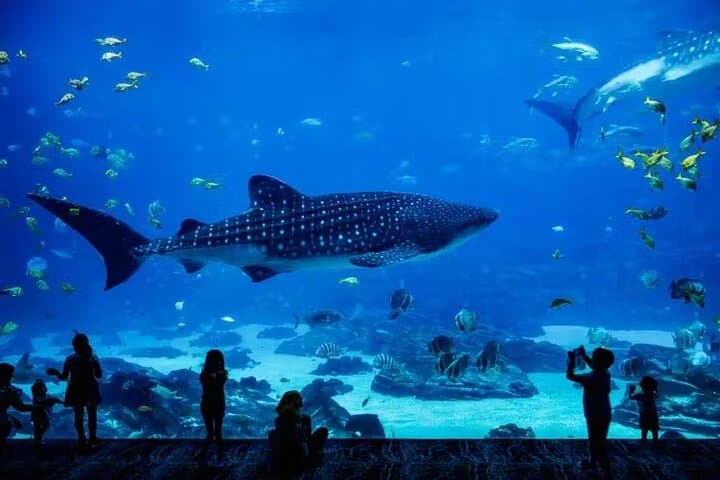 National Aquarium Abu Dhabi All-Access Entry — Plan Your Visit