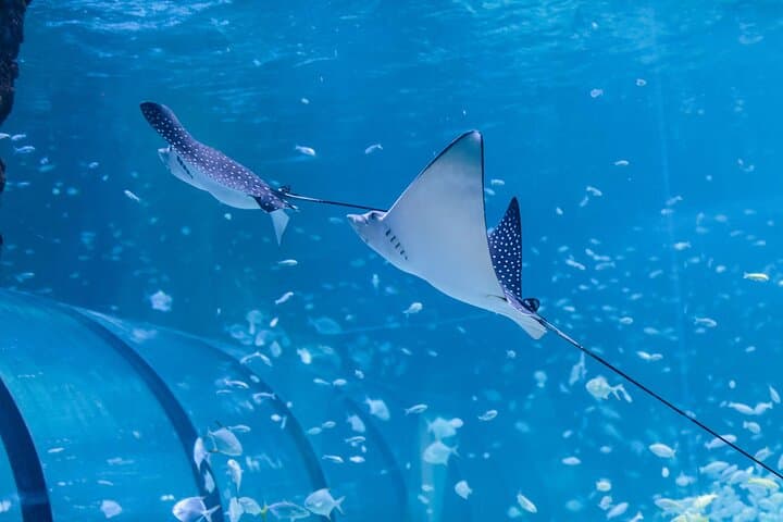 National Aquarium Abu Dhabi All-Access Entry — Plan Your Visit photo 6