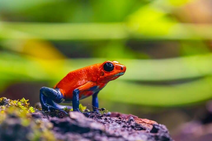 Arenal Canyoning, Volcano Hike & Hot Springs — Full-Day Adventure from La Fortuna photo 6