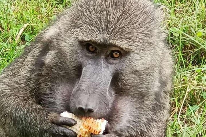 10-Day Uganda Gorilla, Chimpanzee & Wildlife Safari — Bwindi, Kibale, Queen Elizabeth & Murchison photo 3