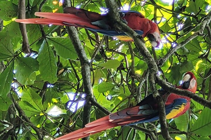 Liberia Day Tour: Animal Sanctuary, Colonial City & Waterfall Adventure photo 2