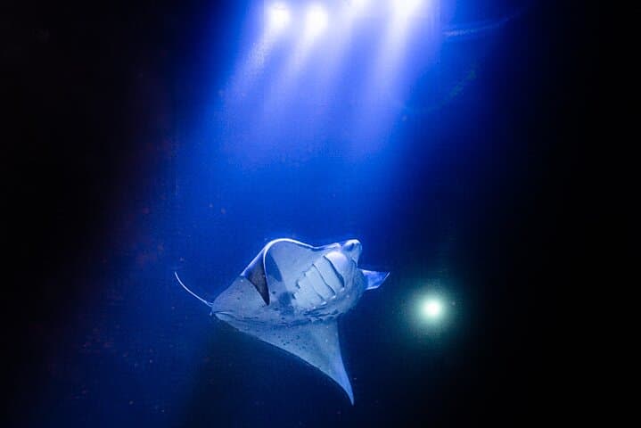 Snorkeling With Giant Manta Rays in Kailua Kona: What to Expect and How to Prepare