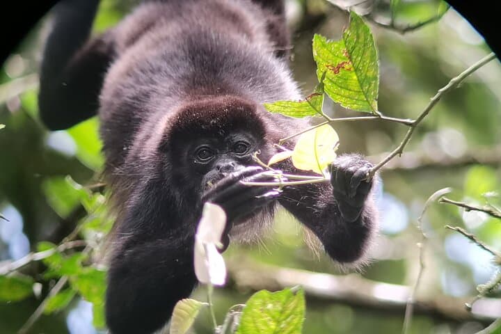 Half-Day Hanging Bridges & La Fortuna Waterfall Tour — Arenal Rainforest Experience photo 5