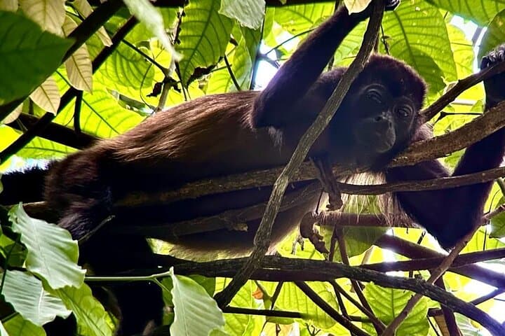 Arenal Volcano Combo: Hanging Bridges, La Fortuna Waterfall & Volcano Hike photo 5