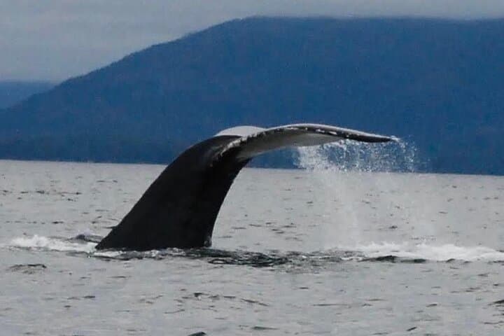 Sitka Seabird & St. Lazaria Private Charter — 3-Hour Eco Tour photo 5