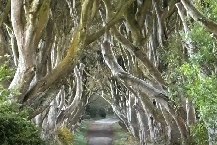 North Coast MEGA Day Trip from Belfast: Giant's Causeway, Carrick-a-Rede & Dark Hedges photo 2