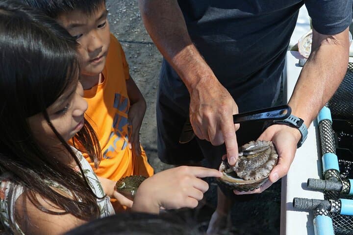 Big Island Abalone Farm Tour: Interactive Abalone Tasting & Farm Visit photo 4